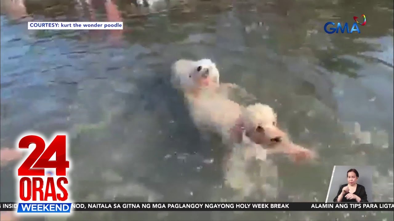 Tips para mapreskuhan ang pets sa tag-init, alamin | 24 Oras Weekend