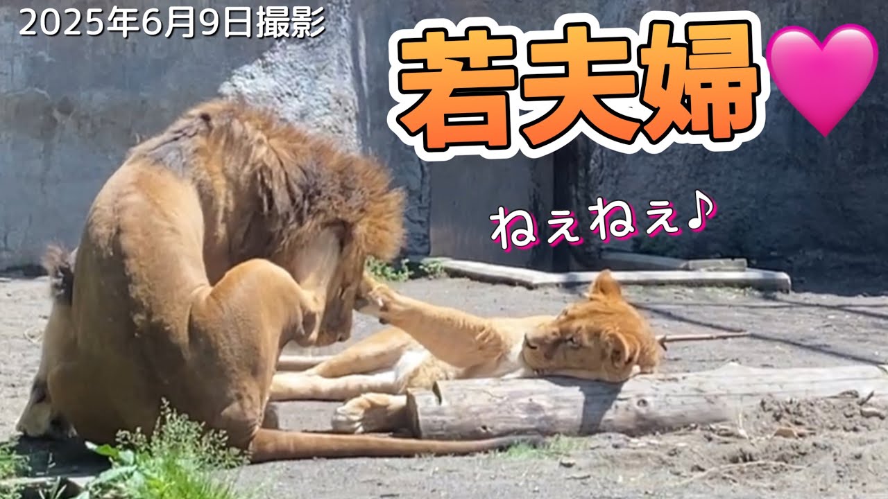《今日の旭山ライオン＆トラ》暑くても熱い夫婦⁉︎オリトイオ＆ザリアファミリー/vol662Even though it's hot, the hot lion couple