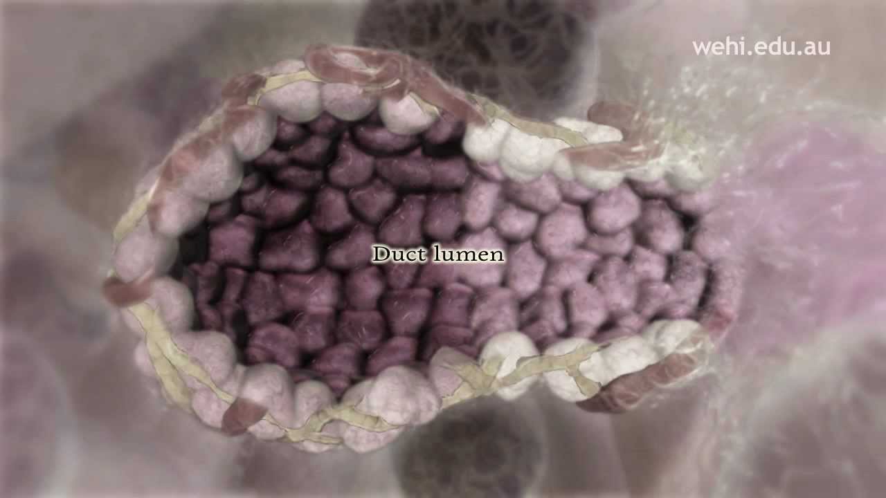 Breast Stem Cells NARRATED VERSION