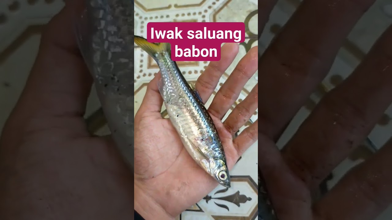Besar Kali Dapat Ikan Seluang Babon jumbo #ikan #mancing #shortvideo #shorts