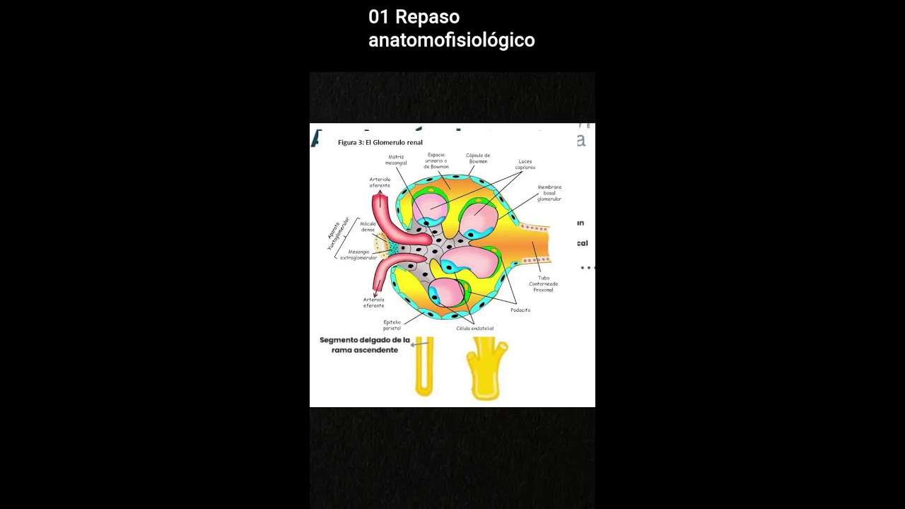 01 Repaso anatomofisiológico