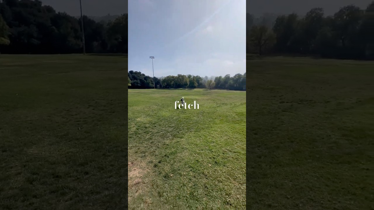 A Tired Dog Is a Happy Dog | Fetch Training Outdoors