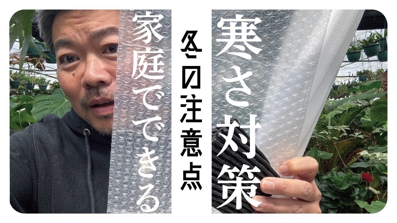 家庭でできる⁉️観葉植物寒さ対策を解説&寒さにあたるとどうなる❓もちょこっと解説