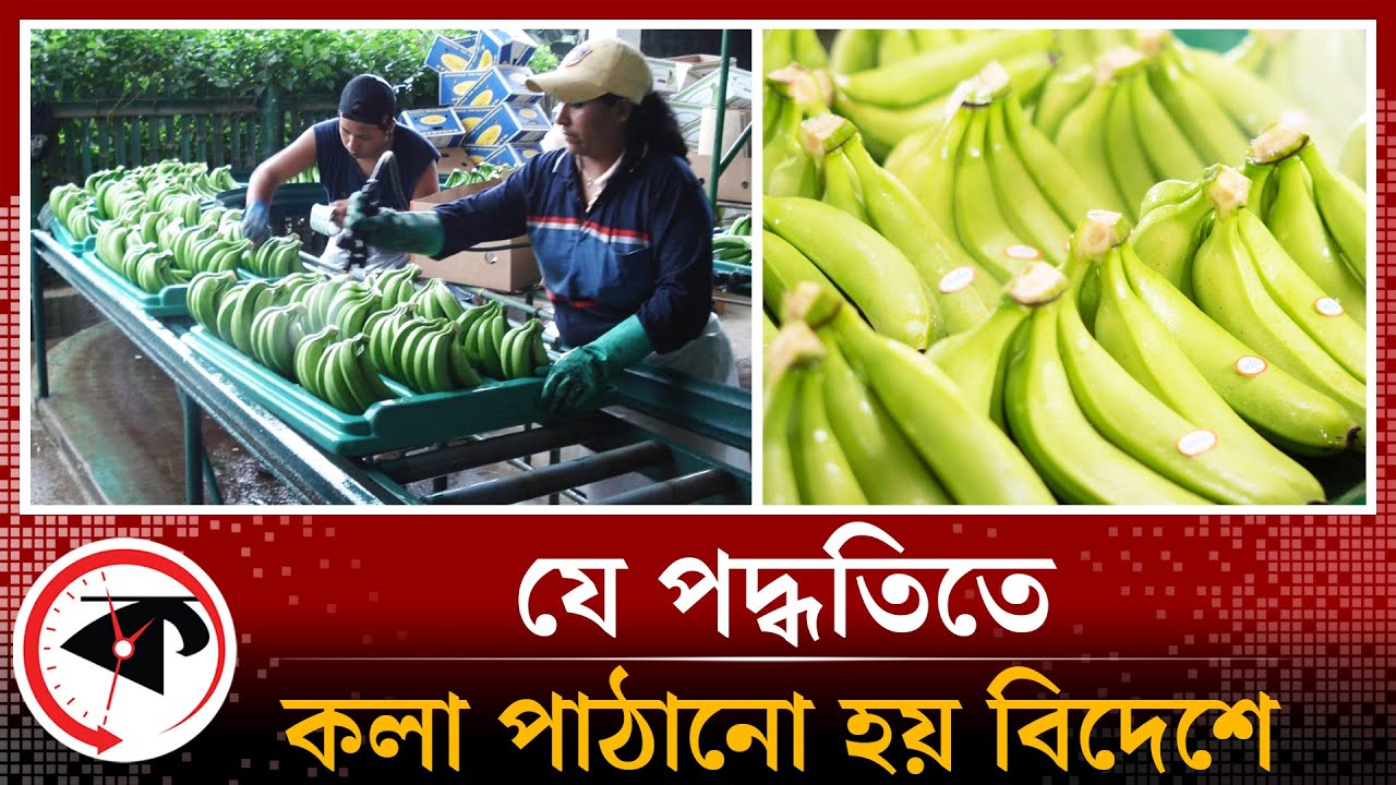 কীভাবে বিদেশে কলা রপ্তানি করা হয় দেখুন | Ecuador | Banana Industry | Kalbela