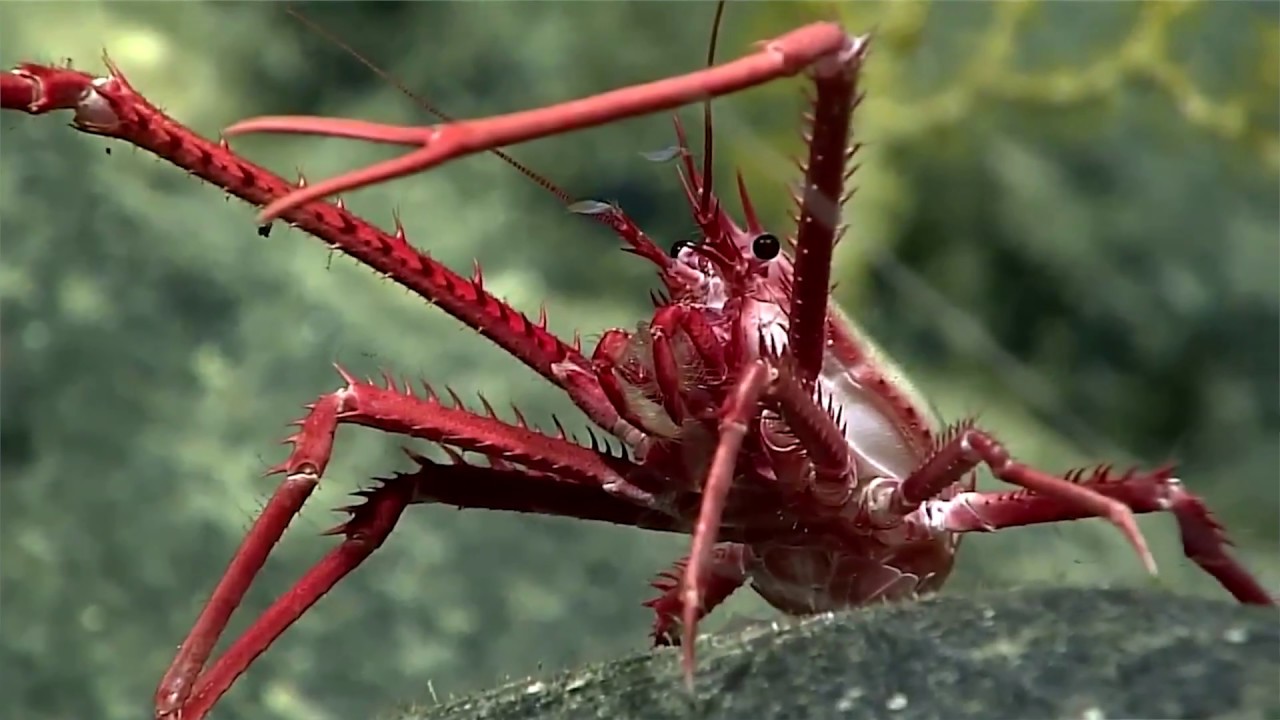 The Work of the Regional Seas