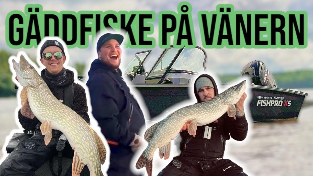 G&Auml;DDFISKE // 511CM G&Auml;DDA // V&Auml;NERN