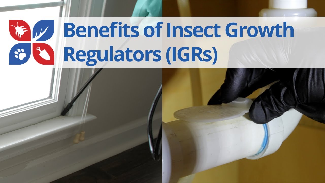 Benefits of Using Insect Growth Regulators | DoMyOwn.com