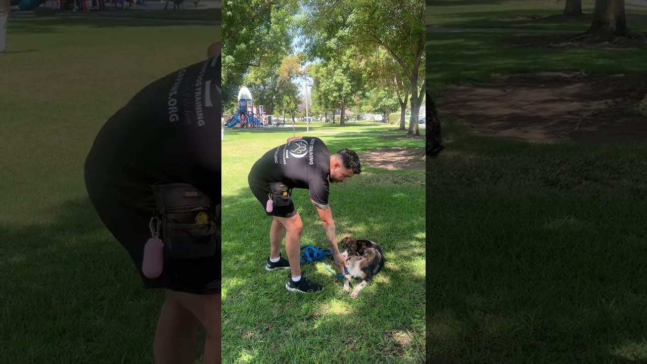 Don't Bribe Your Dog, Reward them.