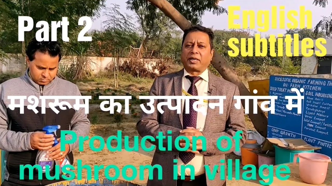 जैविक मशरूम बिना किसी रसायन के गांव में तरल वेस्ट डिकंपोजर से पैदा करे#Liquid waste decomposer#OWDC