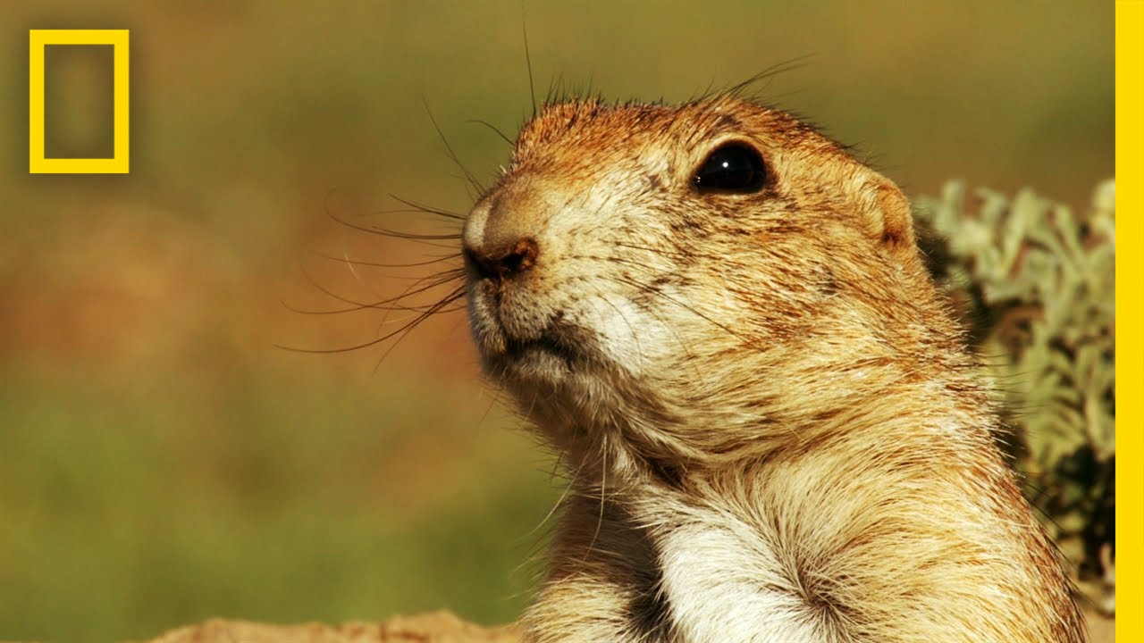 Prairie Dog Emergency Alert System | America's National Parks