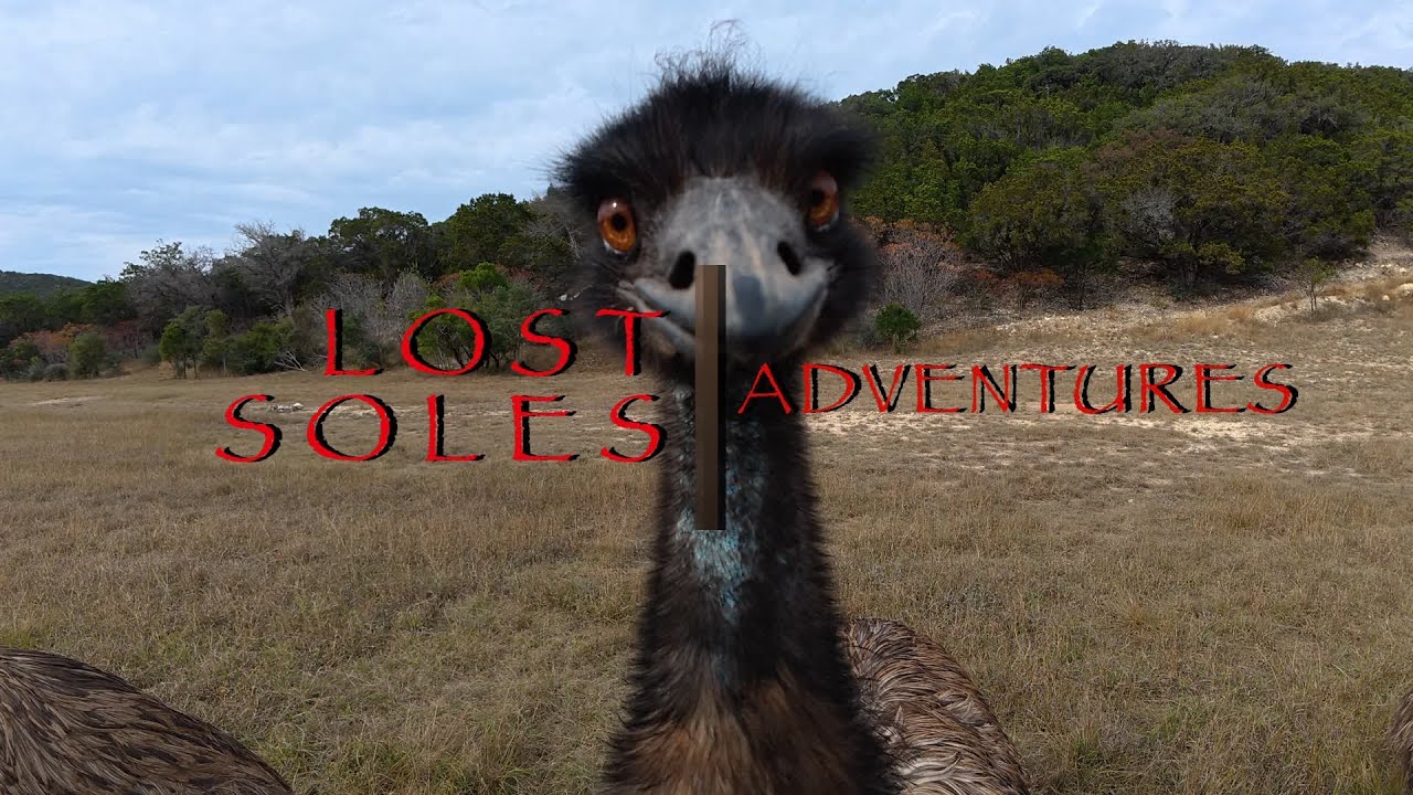 LostSoles   Lost Maples