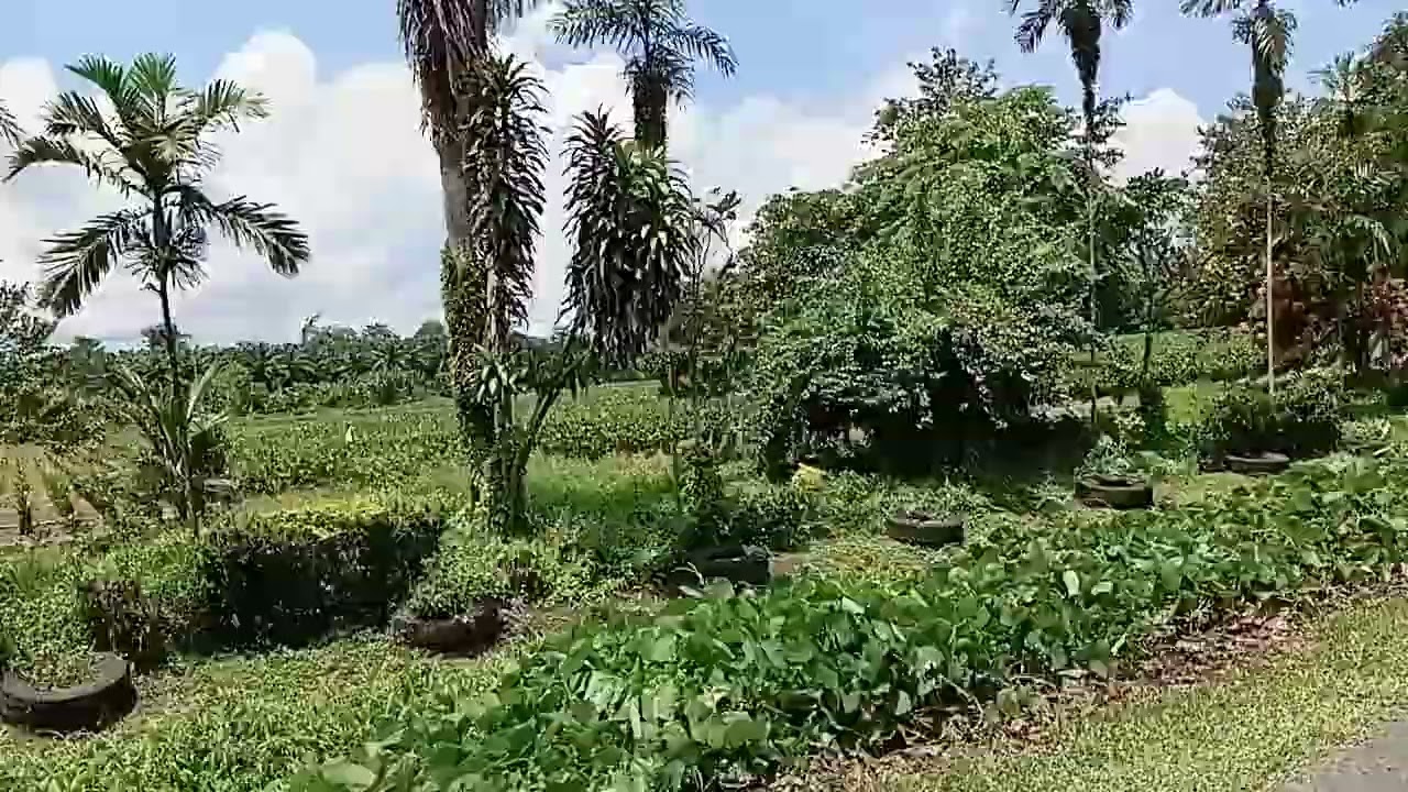 Sounds of wanyo 