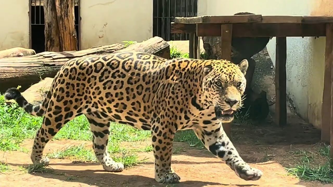 ZOOLÓGICO DE GOIÂNIA Mais de 400 espécies de animais nesse lugar