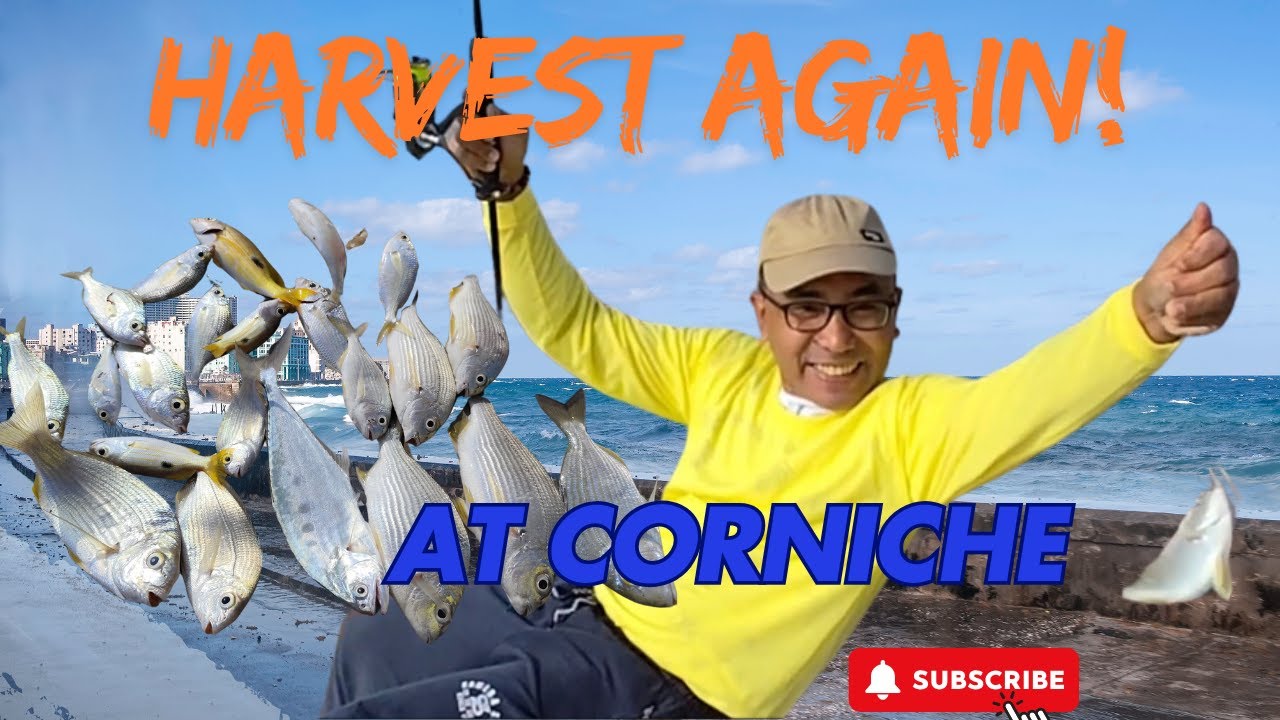 HARVEST AGAIN AT CORNICHE!  l QATAR FISHING | EP.53 #fishingvideos  #qatarfishing #fishing