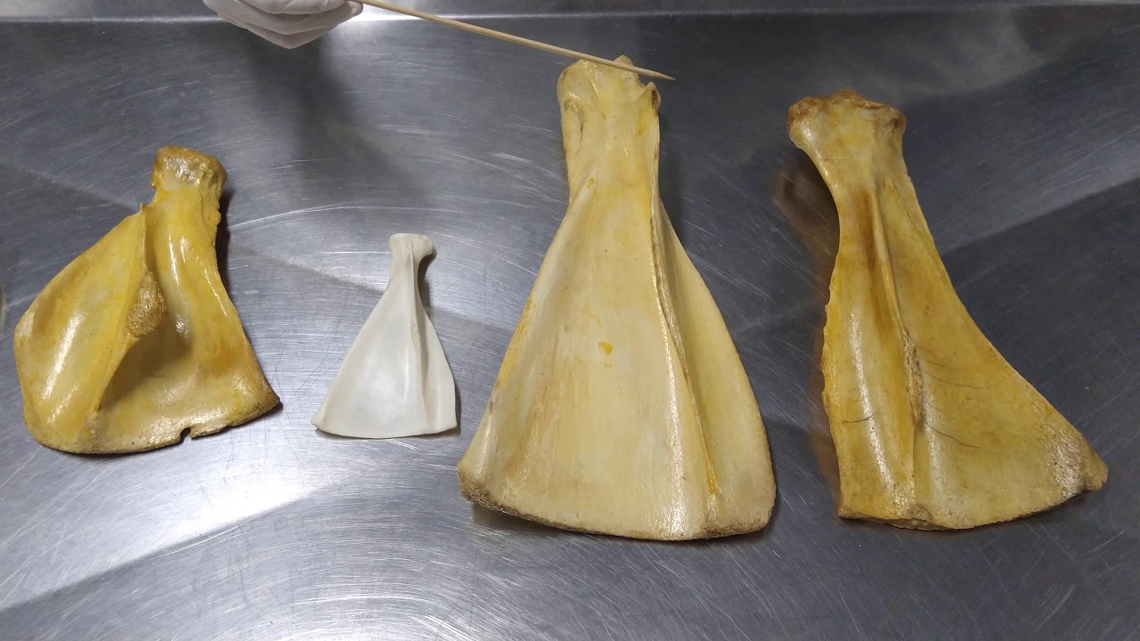 ESCÁPULA DOS ANIMAIS DOMÉSTICOS
