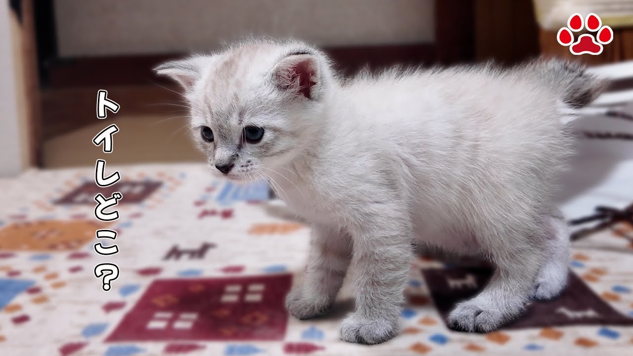 子猫がまさかの場所でおしっこ！そしておしっこブラザーに激怒される【瀬戸のアンジュ日記】