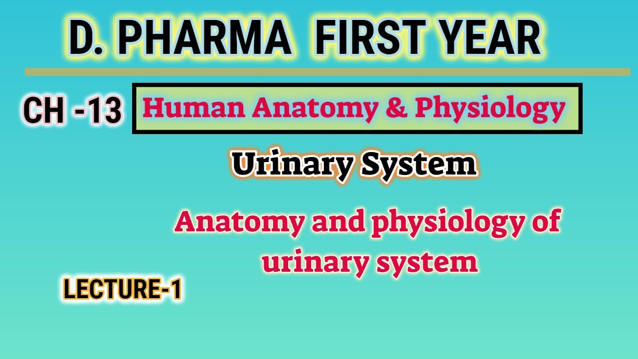 Anatomy and physiology of urinary system | CH-13 | Human anatomy and physiology | D.Pharm first year
