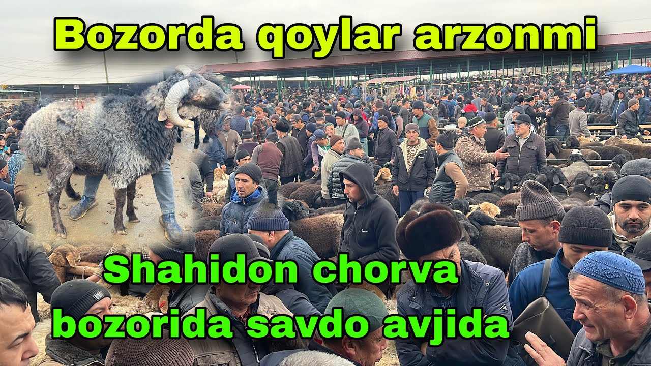 Shahidon chorva bozordan qoy narxlari bilan tanishing