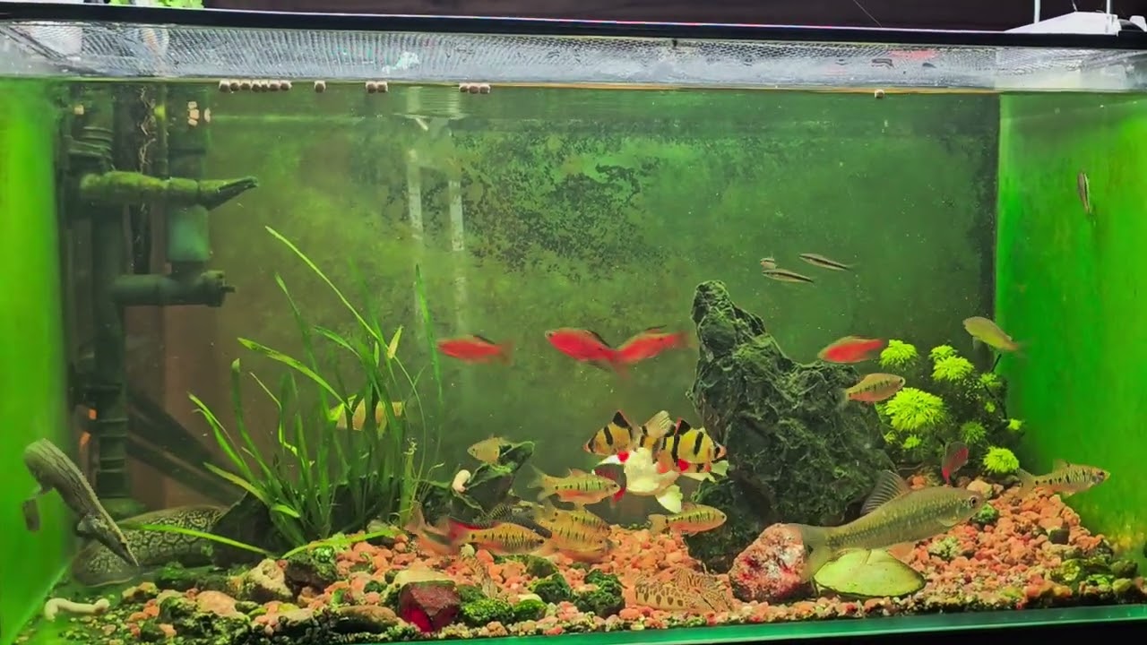 4K Aquarium Fish Tank for Relaxation, Sleep & Study”
