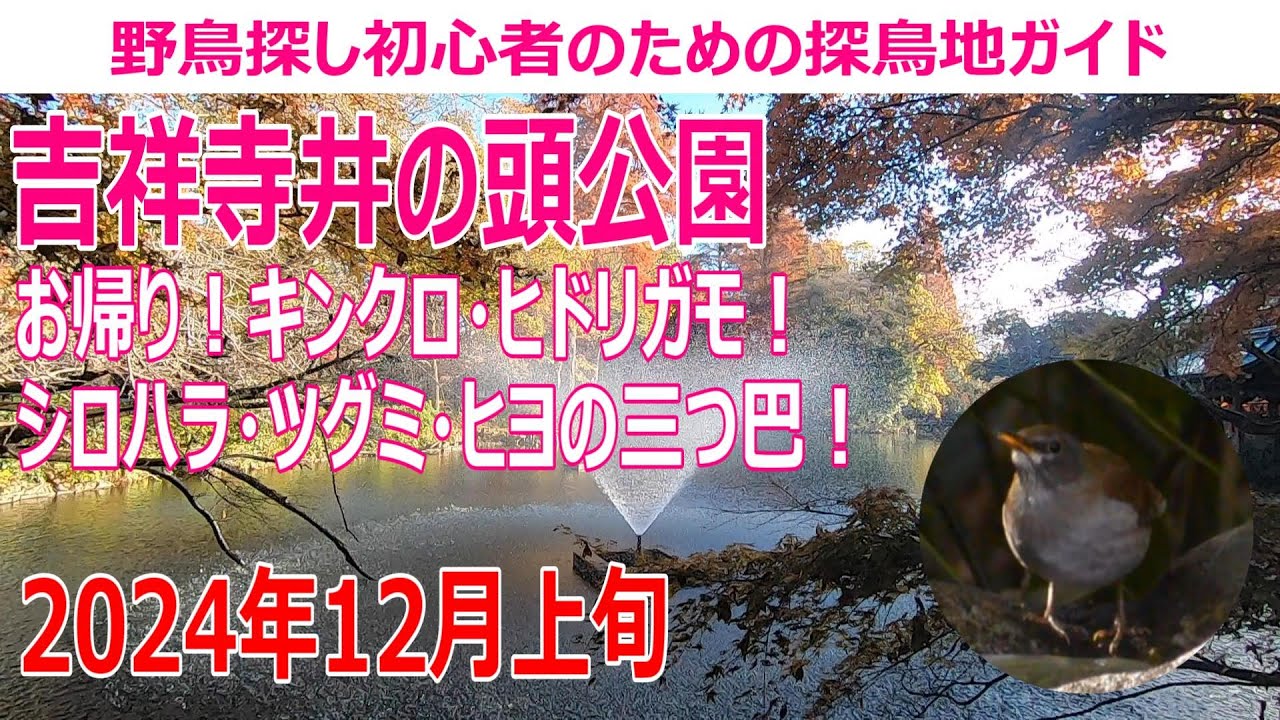 吉祥寺井の頭公園(東京都)の探鳥地レポートです　お帰り！キンクロ＆ヒドリガモ！シロハラ・ツグミ・ヒヨの三つ巴！　2024年12上旬