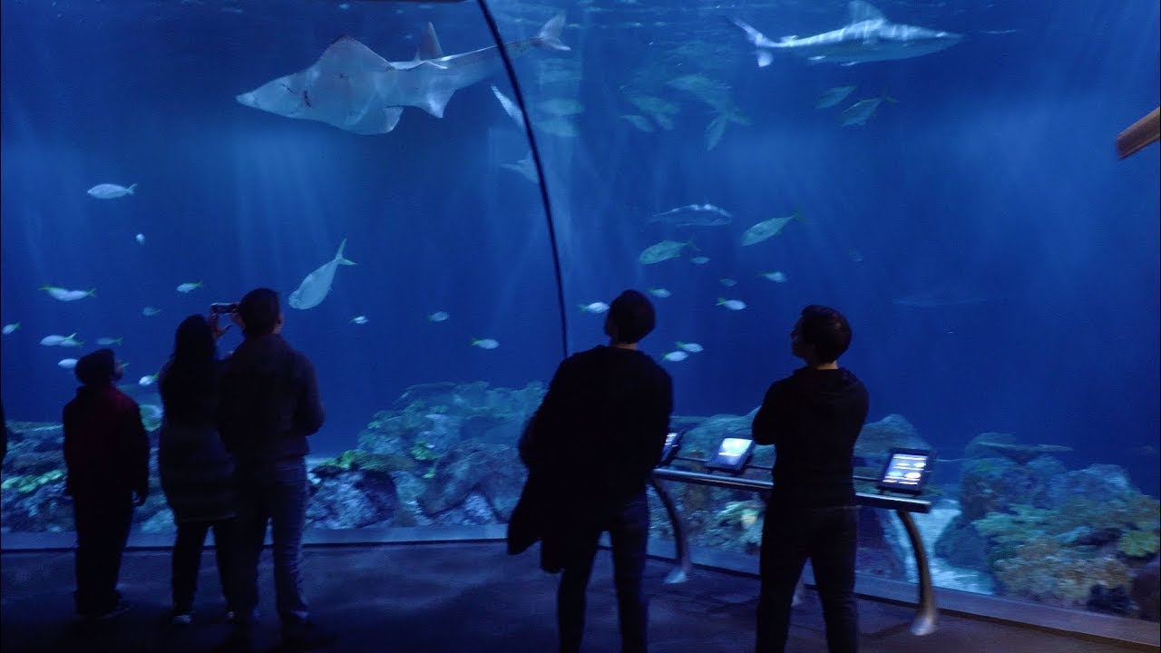 SHEDD AQUARIUM | CHICAGO, IL