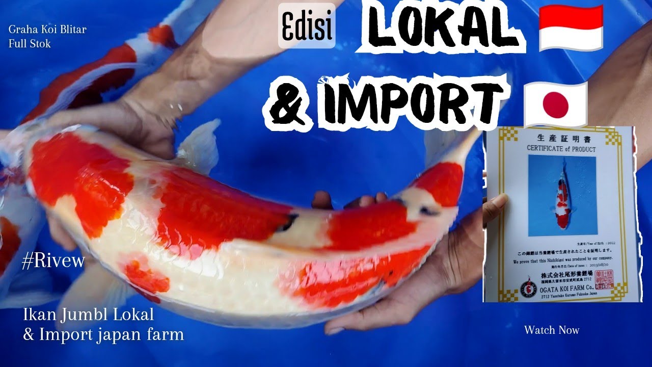 Eps 27‼️ 100% Jumbo Jumbo😱 Rivew ikan koi di Graha Koi Ukuranya 65cm 🥰