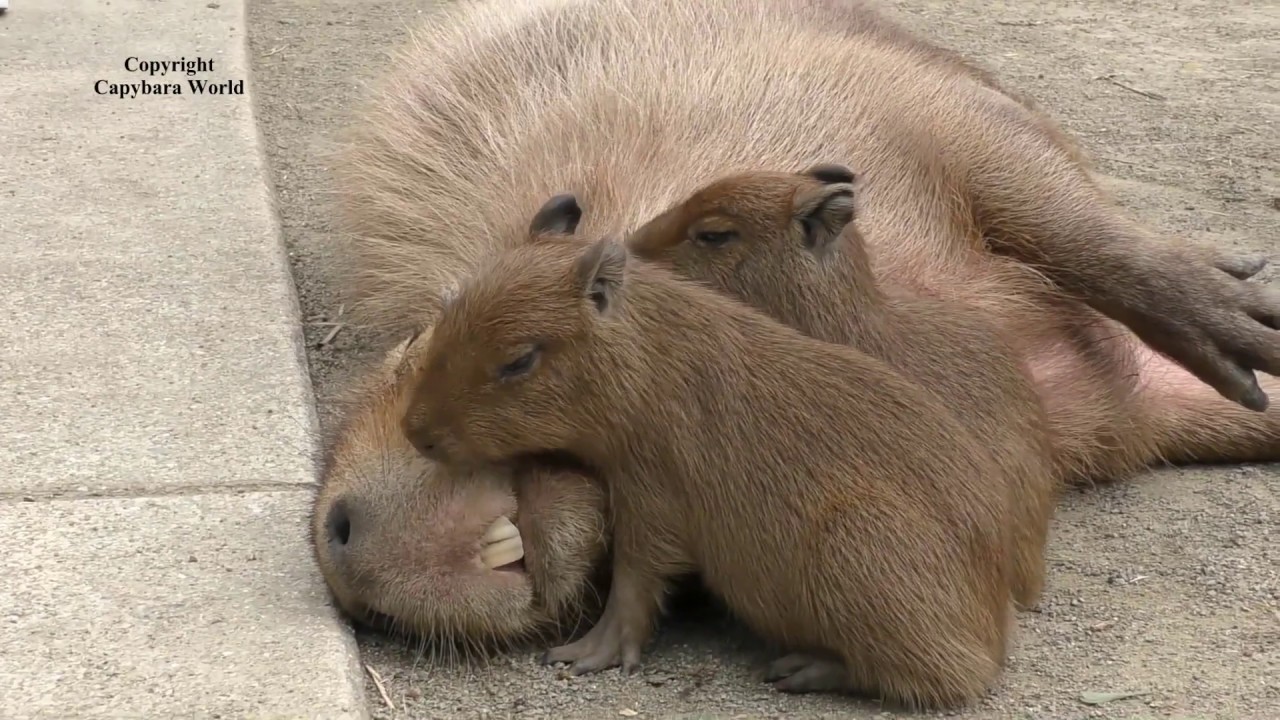 Baby Capybaras Love Aoba, Aoba Loves Babies赤ちゃんカピバラは青葉が大好き、青葉は赤ちゃんが大好き