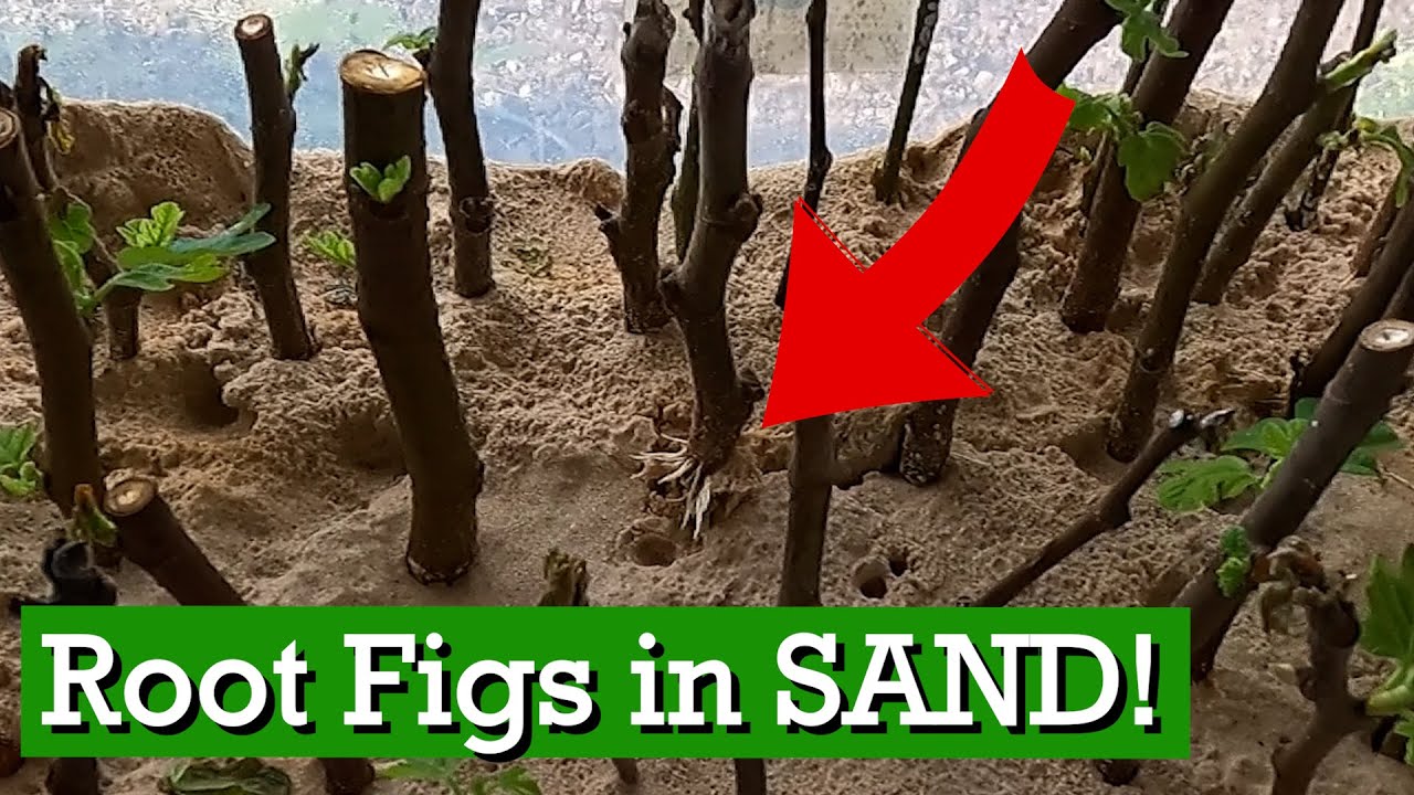 2 Successful EASY Fig Tree Rooting Method using ONLY Sand & Water