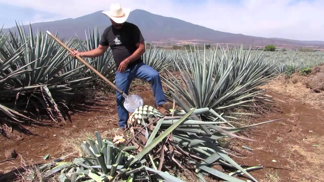 El jimador y el agave