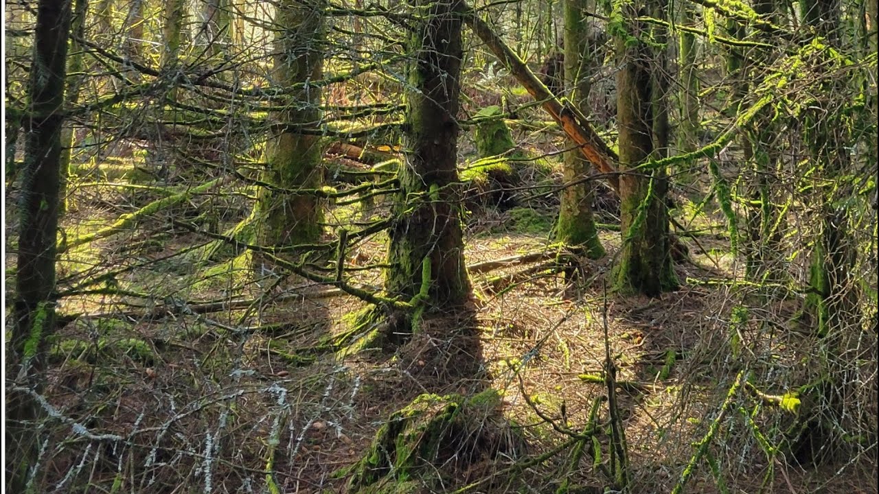 Wood For The Trees
