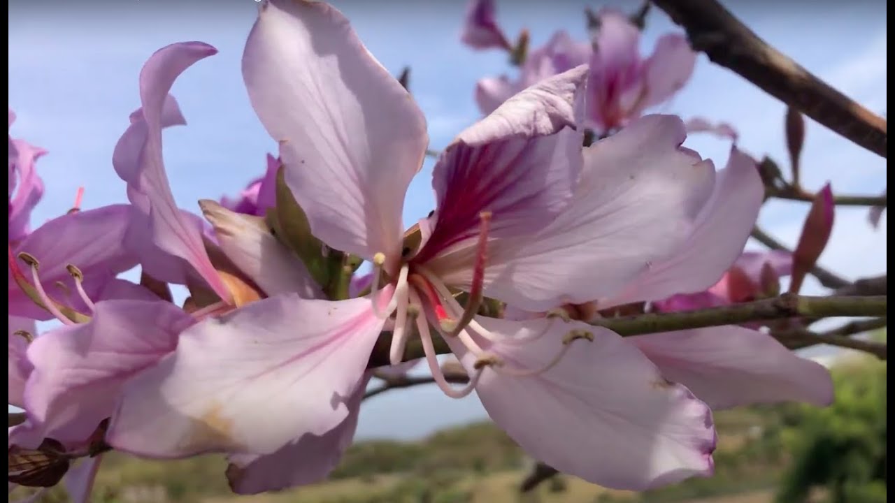 Орхидея Bauhinia variegata.