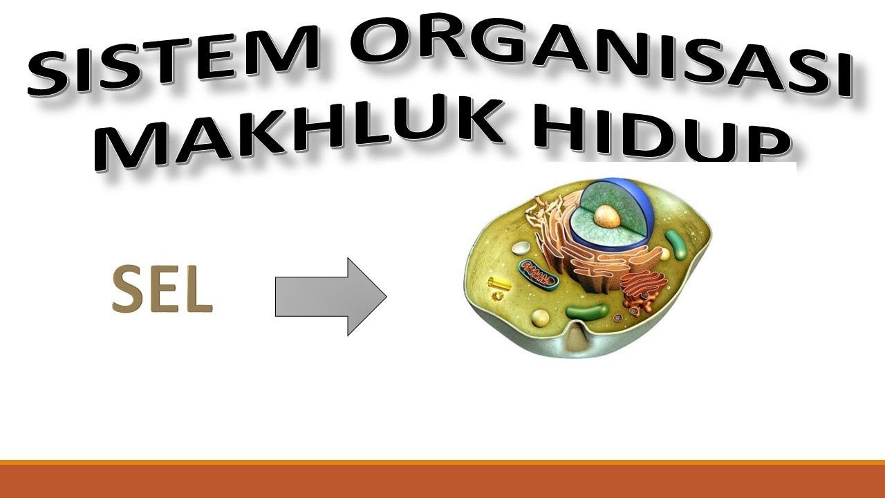 MATERI IPA SMP KELAS VII || SISTEM ORGANISASI MAKHLUK HIDUP MENGENAI SEL