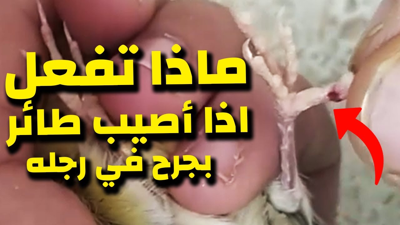 ماذا تفعل اذا أصيب طائر الكناري بجرح في رجله