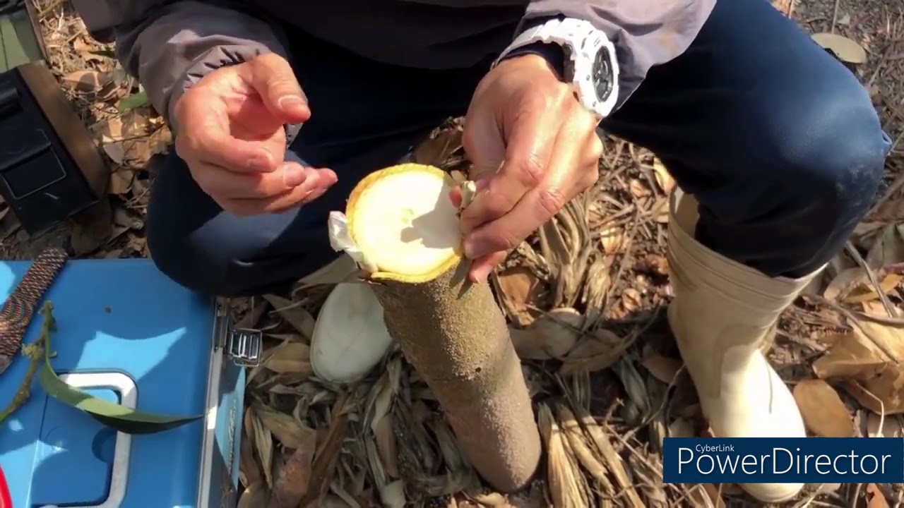 「酪梨」大砧嫁接1年完整記錄，超簡單又快速，一定讓您哇~哇~哇嗚~