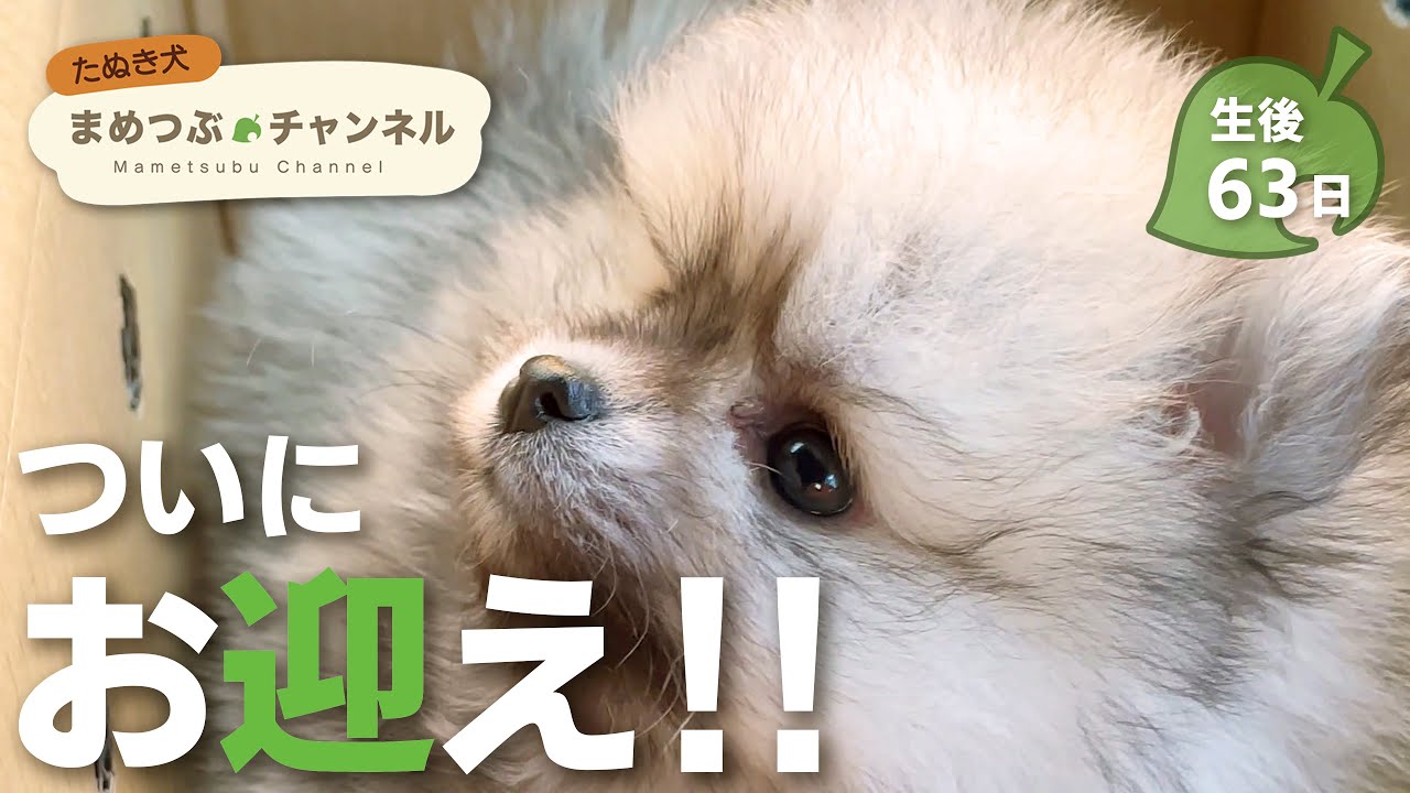 【お迎え当日】たぬきそっくりのポメラニアンが我が家にやって来た！【生後2ヶ月・ポメラニアンの赤ちゃん・子犬】