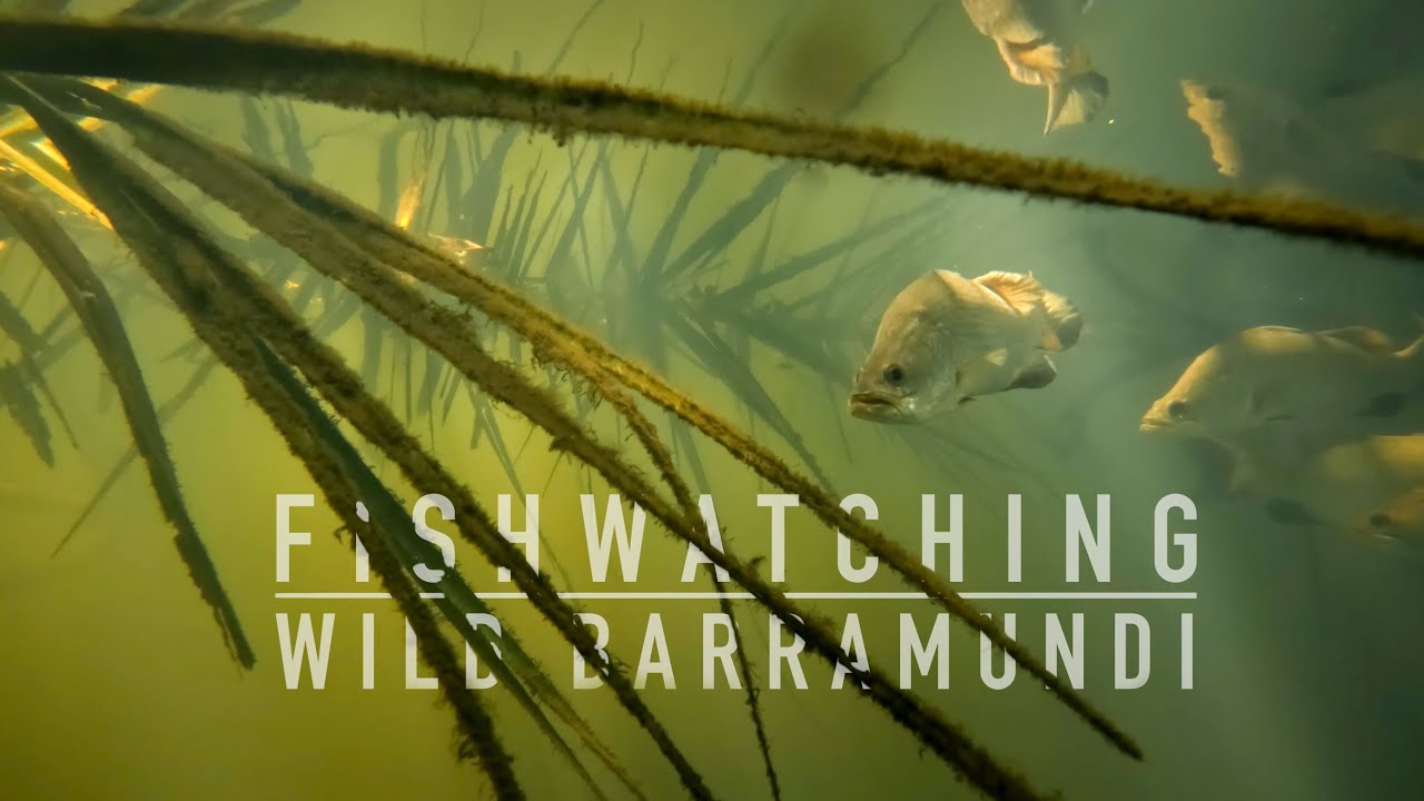 Fishwatching: Wild barramundi underwater in the Finniss River. Slow TV