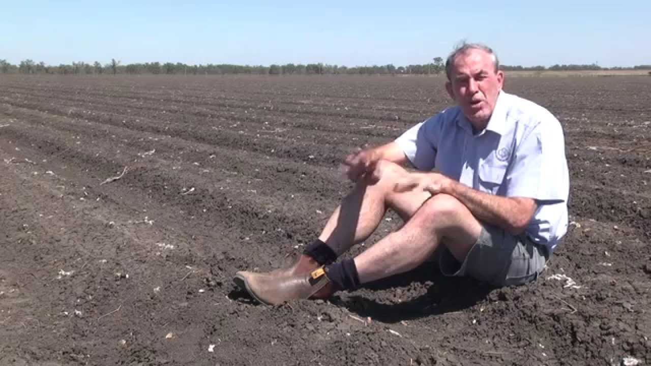 Planting tips for cotton