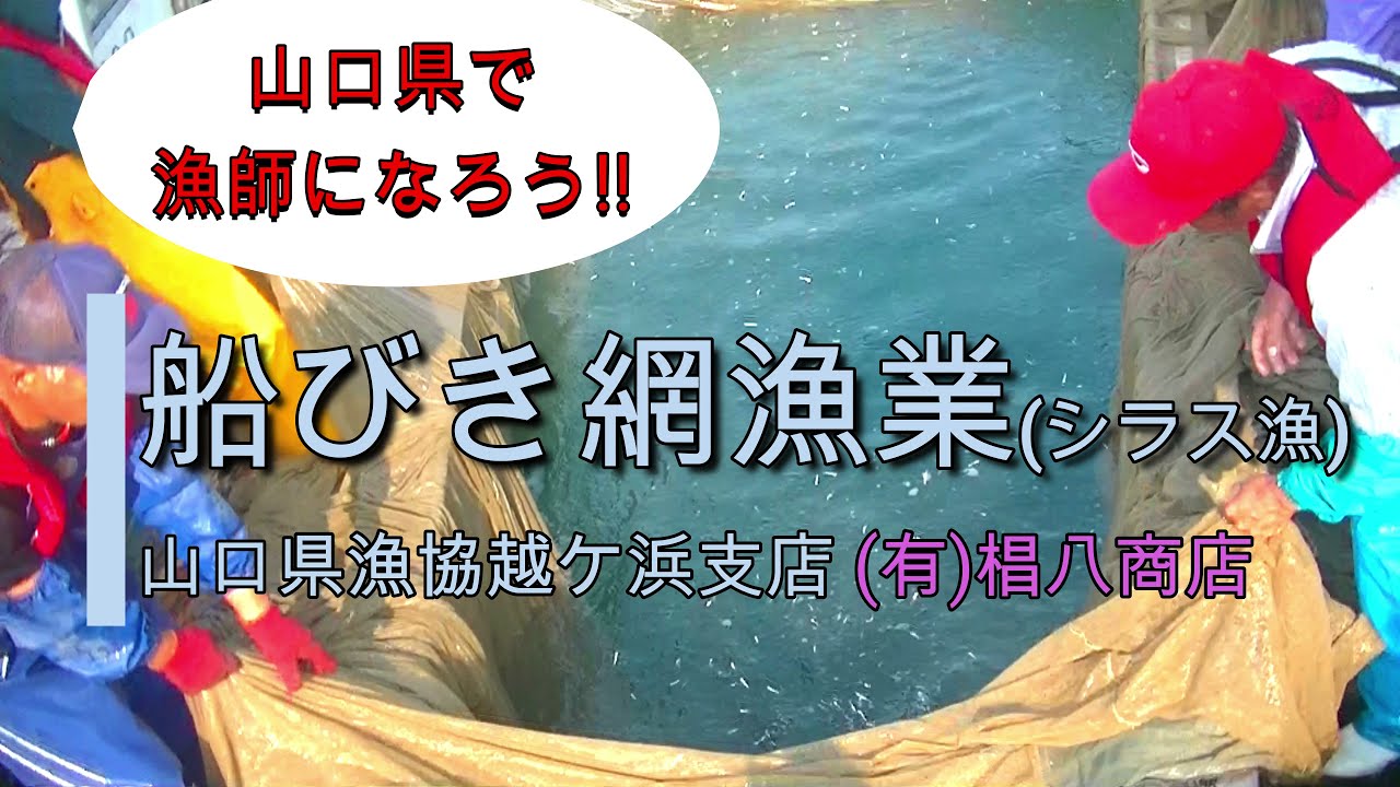 【山口県の漁業】いわし船びき網漁業（山口県萩市越ケ浜地区）　#漁業　#山口県　#漁師　椙八商店　雇用型漁業