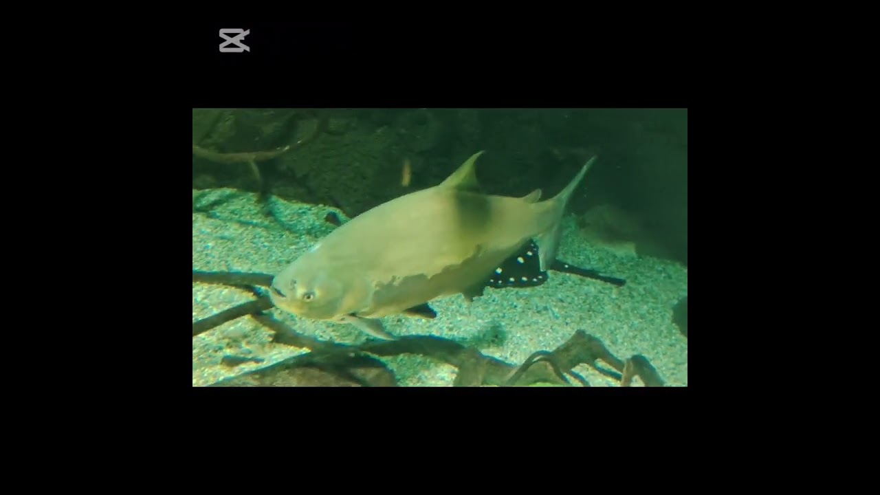 到日本觀賞 #roblox #海洋生物# 日本