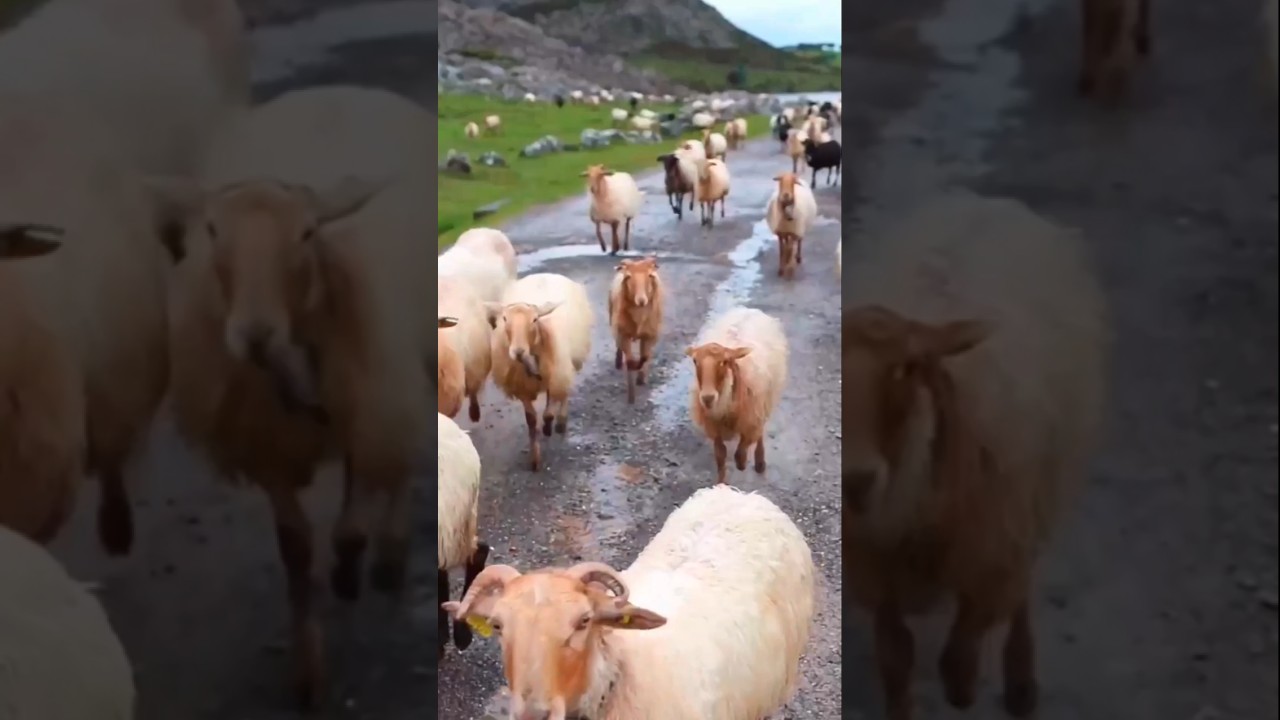 اصوات غنم اغنام غنماتي 🐑💜 #sheep #animals #goat #farming #sound #shorts