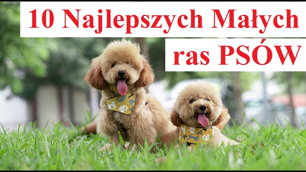 10 Najlepszych MAŁYCH ras PSÓW