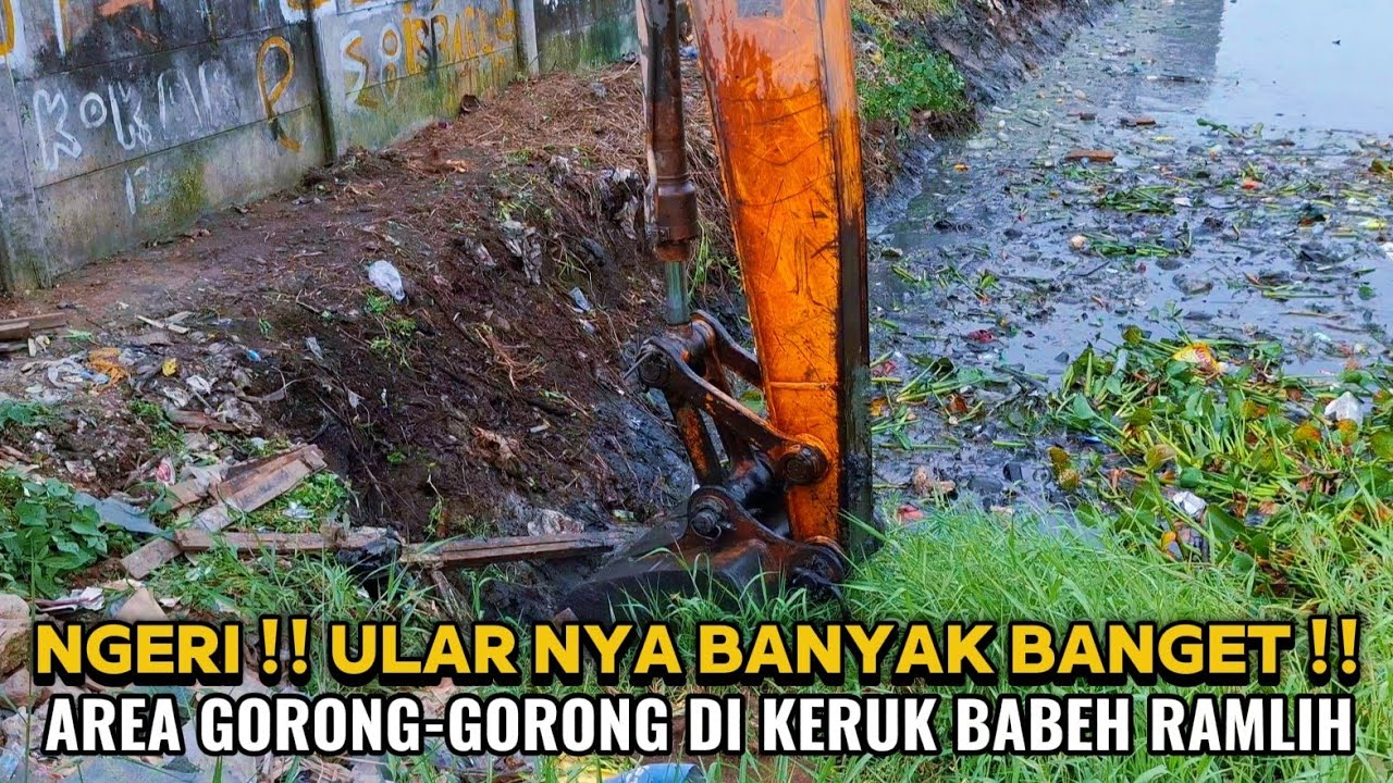 NGERI ‼️ GORONG-GORONG MAMPET DI KERUK BABEH RAMLIH ‼️SEMUA WASPADA ULAR ‼️