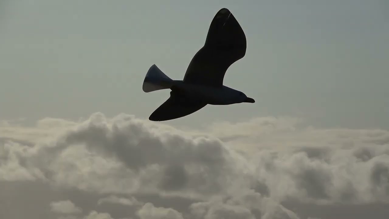 La Mouette Rieuse du Menez Hom