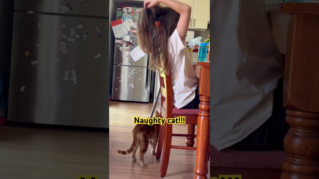 Naughty cat!!! #video #shorts #cat