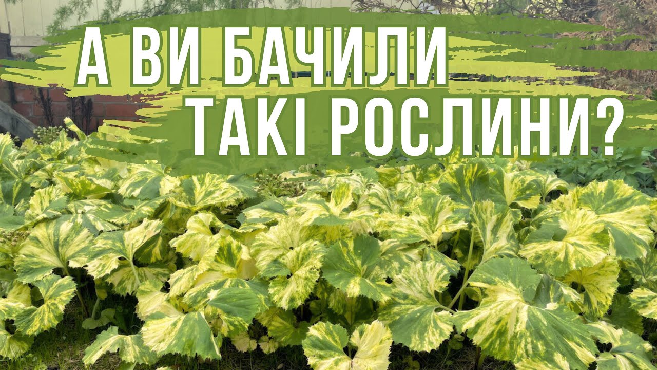 НЕЗВИЧАЙНІ ТА КРАСИВІ РОСЛИНИ для вашого саду