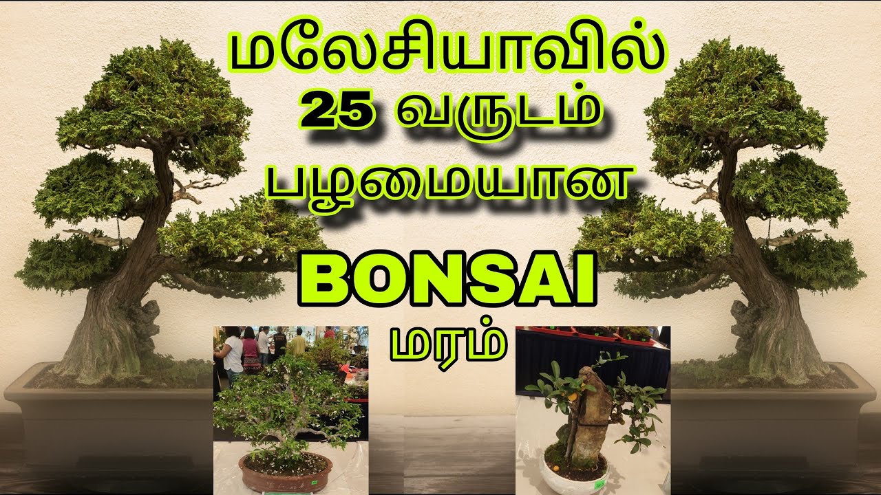 25 year's Bonsai trees in Malaysia😲😊🤝first time seeing this 😍