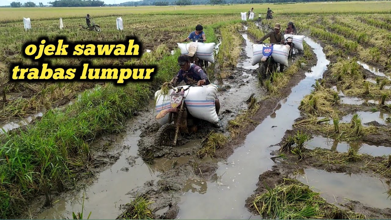 motor ojek sawah trabas lumpur dalam