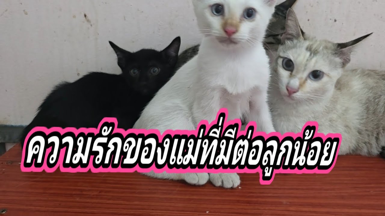 ความรักของแม่ที่มีต่อลูกน้อย แยกแม่ลูกออกจากกันไม่ได้แล้ว27.ก.พ.69@cats_home 