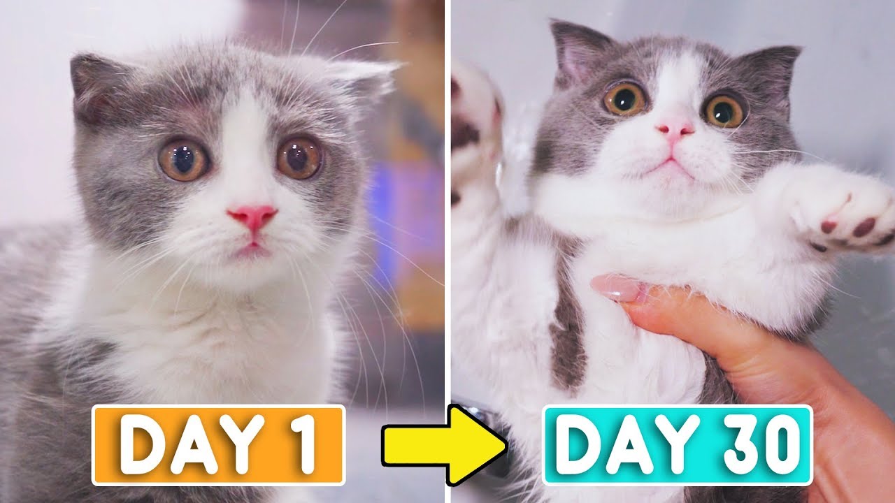 Day 1 to 30: Growing Up New Kitten Coco