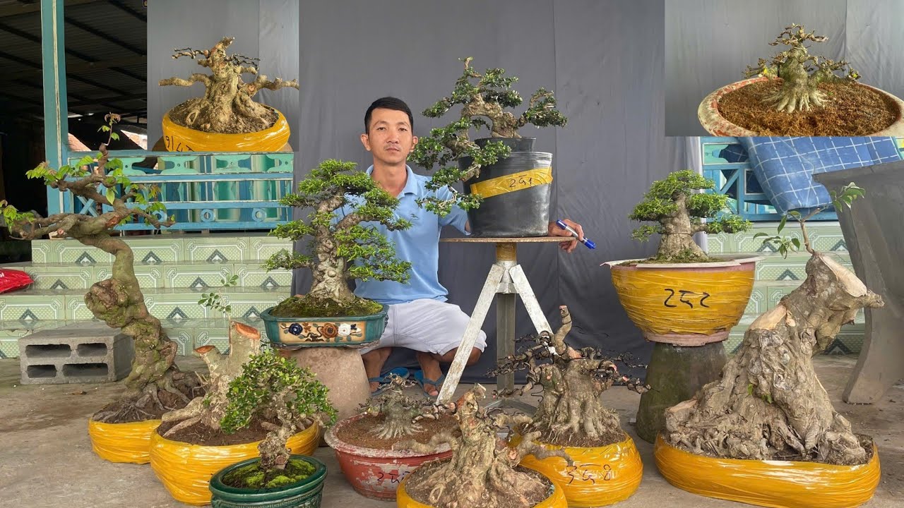 Quân Bonsai//0936488500// Ngày 05/01/2025 Giao lưu Mai Chiếu Thủy, Sam Núi Trái, Khế Gân 